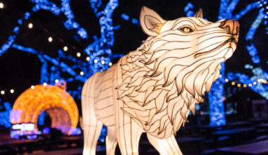 Annual Dallas Zoo Lights return Nov. 13, tickets on sale now