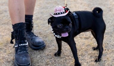 Rover.com lists Austin’s top pet names for 2026