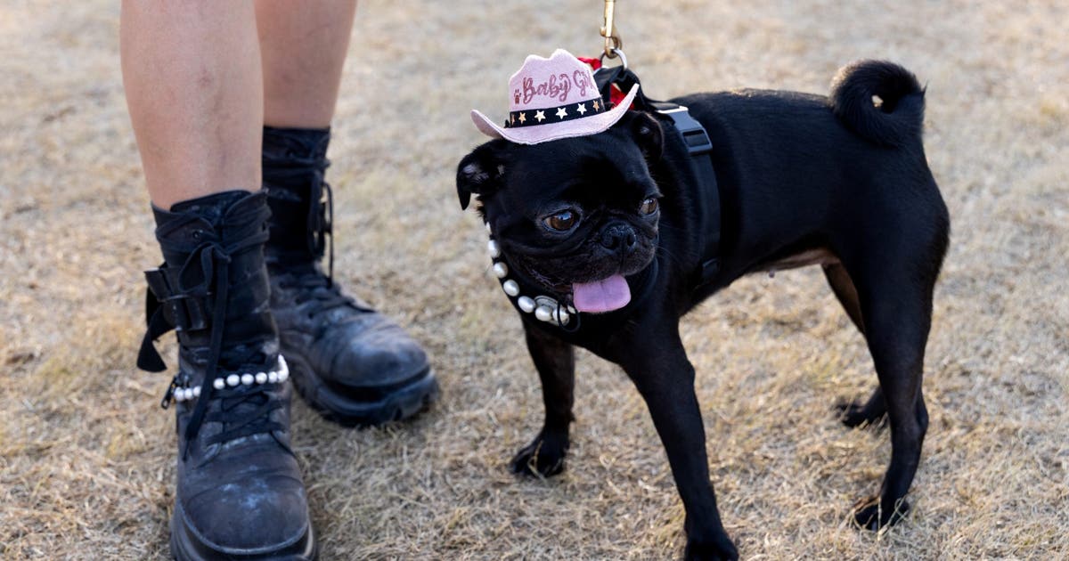 Rover.com lists Austin’s top pet names for 2026