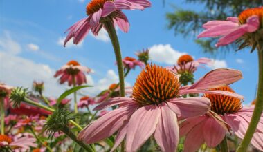 4 Fall-Flowering Plants to Spruce Up Your Landscape