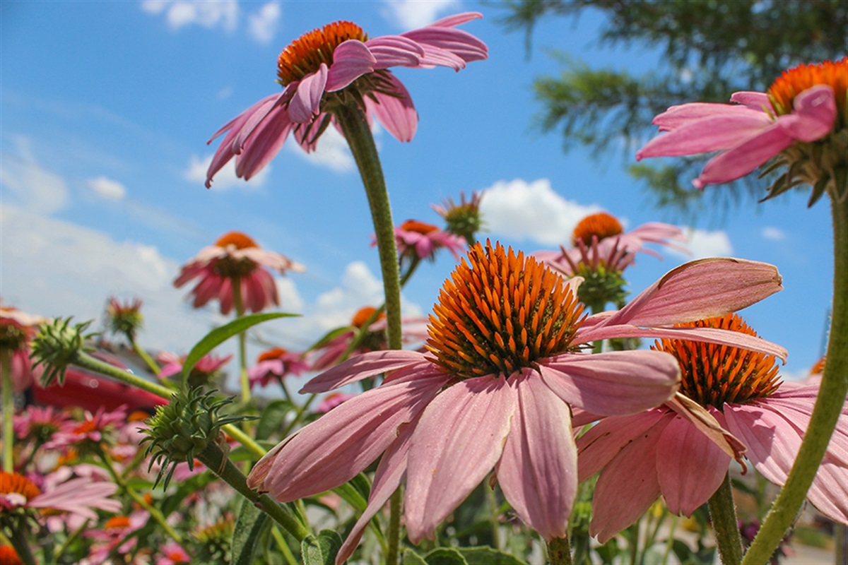 4 Fall-Flowering Plants to Spruce Up Your Landscape