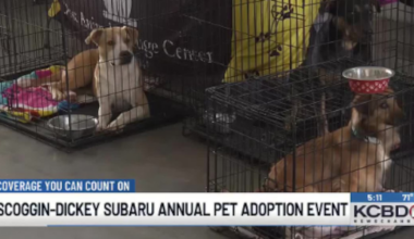 Furry friends find new homes at Scoggin-Dickey Subaru pet adoption event