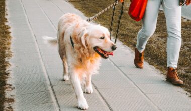 Affordable Pet Vaccinations Coming to Lubbock October 24