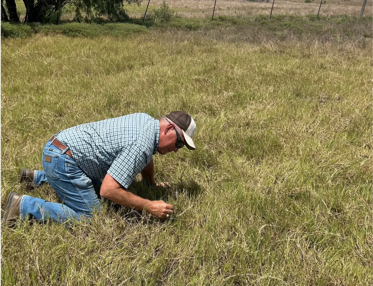Stephen Biles, senior extension program specialist with the Texas A&M entomology department, checks for mealybugs in a field.