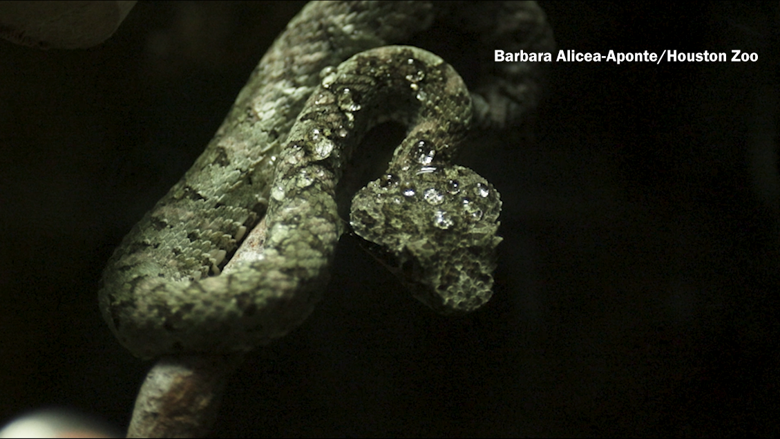 A baby eyelash pit viper at the Houston Zoo.