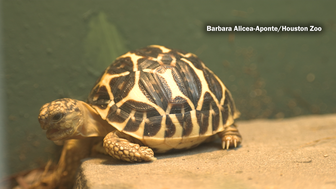 A young star tortoise at the Houston Zoo.