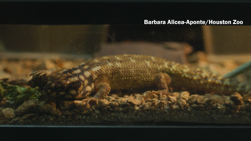 A Hosmer's spiny-tailed skink at the Houston Zoo.