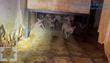 45 Chihuahuas rescued from mobile home on Edgeworth Street in north Houston, Harris Co. Constable Pct. 1 says