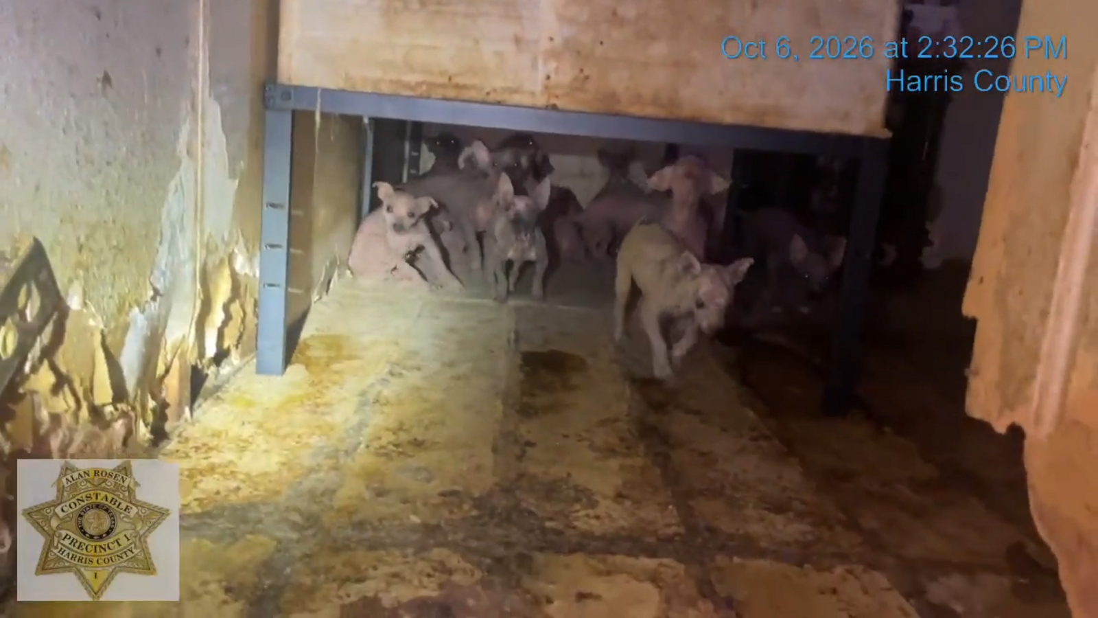 45 Chihuahuas rescued from mobile home on Edgeworth Street in north Houston, Harris Co. Constable Pct. 1 says