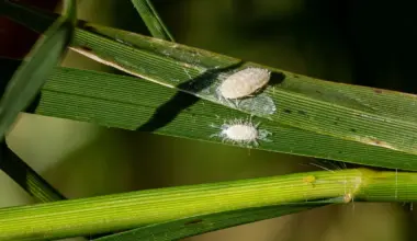 Pasture mealybugs are becoming a growing problem in Texas agriculture.