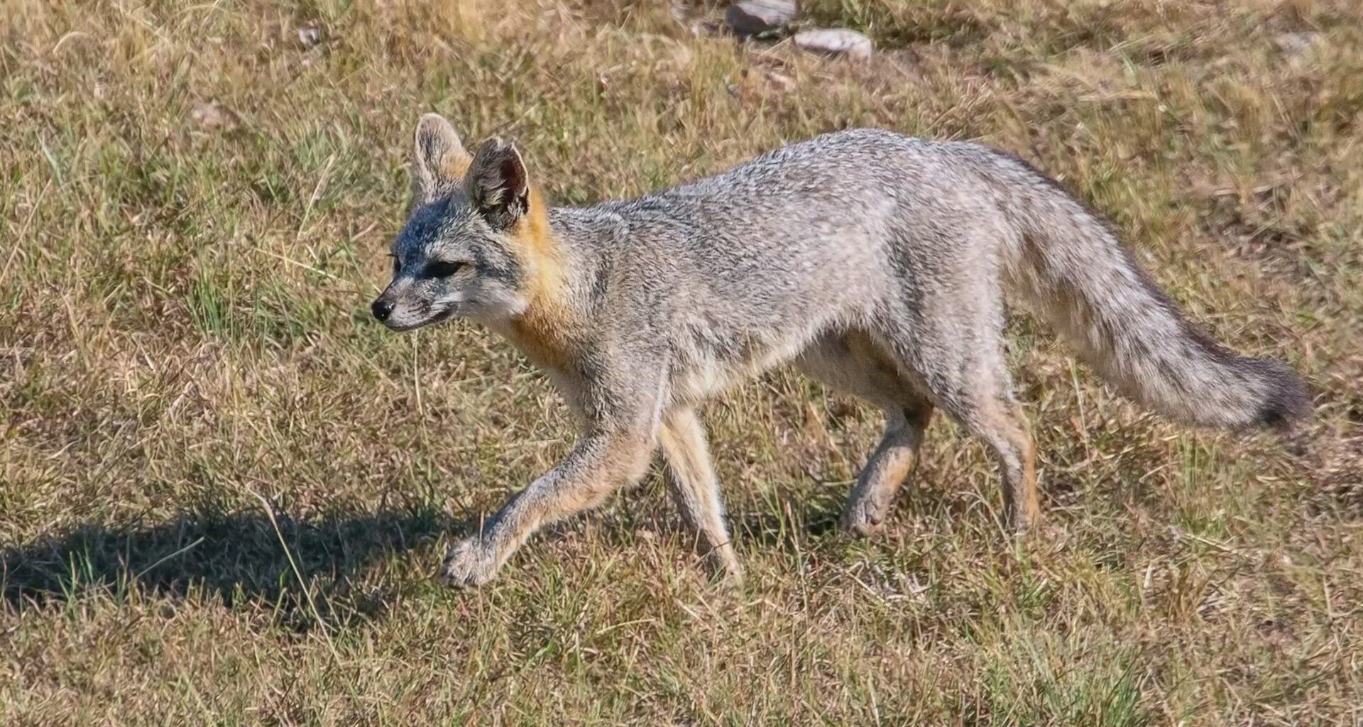 Fox found on Texas State campus tests positive for rabies