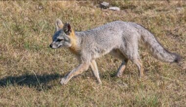 Fox found on Texas State campus tests positive for rabies