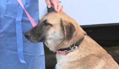 Dogs rescued from Texas being cared for at Brandywine Valley SPCA: "We just couldn't say no"