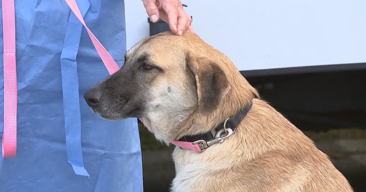 Dogs rescued from Texas being cared for at Brandywine Valley SPCA: "We just couldn't say no"