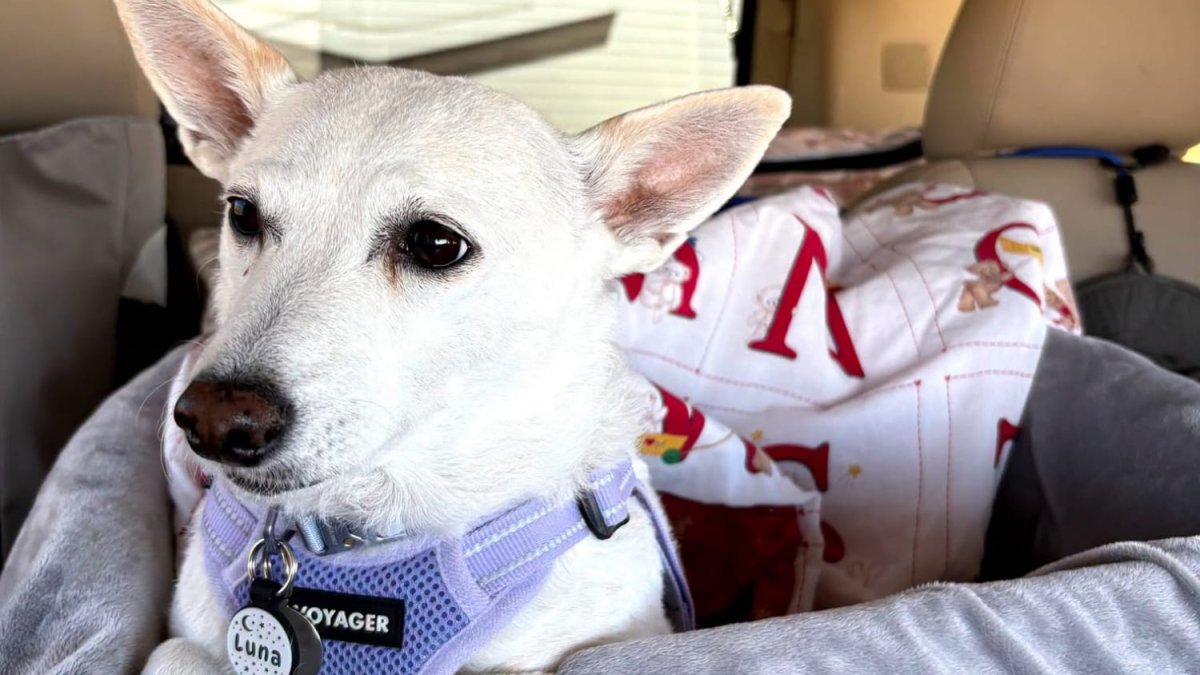 Missing dog found alive in Yellowstone after a month of searching – NBC 5 Dallas-Fort Worth
