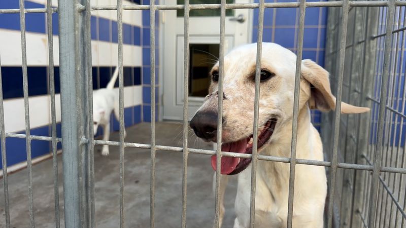 {p}For animals removed during a cruelty investigations, a shelter can become part of the case; caring for them while investigators document their condition. (CBS Austin/Brenna Gibbons){/p}