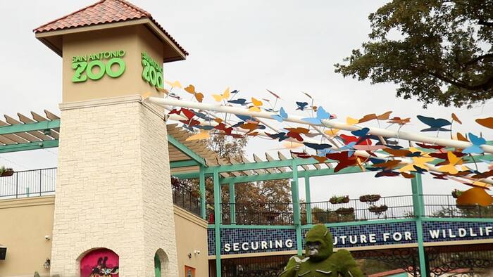 Bexar County residents can visit San Antonio Zoo for $8 on Locals Day