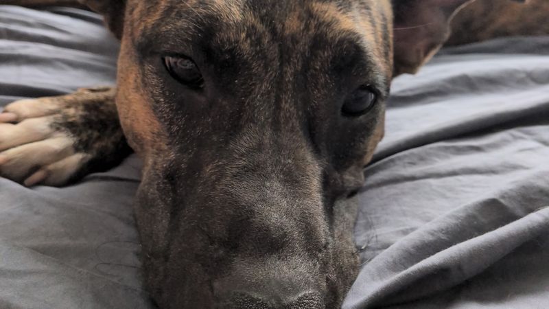 She's already housebroken and crate trained, two helpful skills that can make the transition into a new home easier.