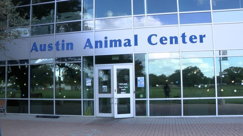 Austin Animal Services said animals may also go to foster homes or rescue partners once they’re released from custody. (CBS Austin/Jalen Adams)