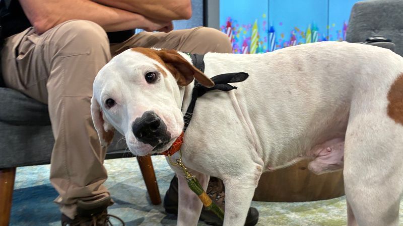 Walter is calm, loving, potty-trained and gets along well with children and other dogs. He's also a great travel companion who enjoys car rides, especially when treats are involved!