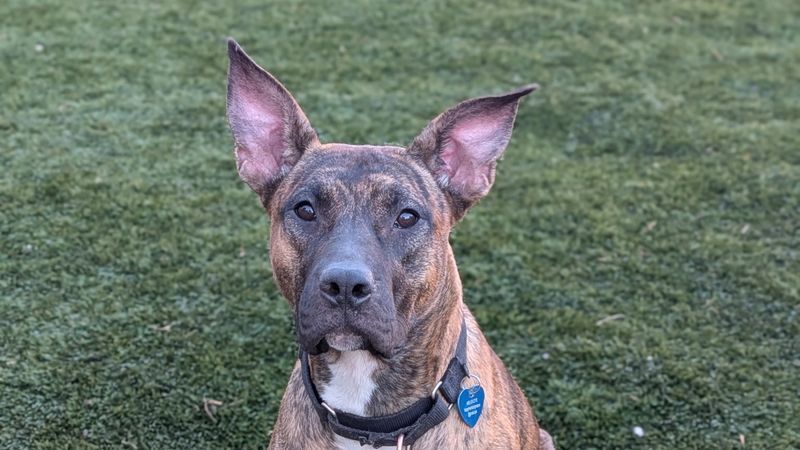 Interested adopters can connect with Happy Hearts Dog Rescue to learn more about her personality, energy level and compatibility with children and other pets.