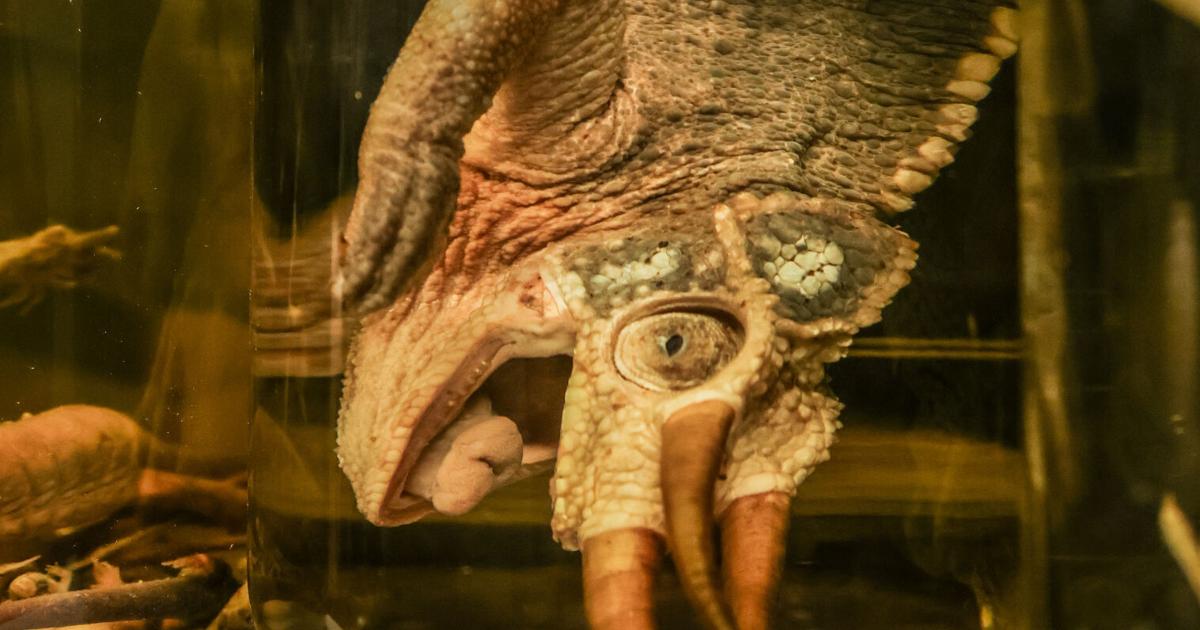 Herpetology Club to host public tour of UTA reptile, amphibian museum | Campus
