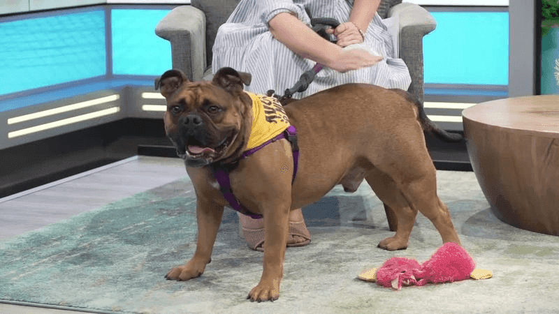 Frito is curious, goofy, cuddly and full of personality. He loves meeting new people, playing with other dogs and showing off his tricks for a treat!