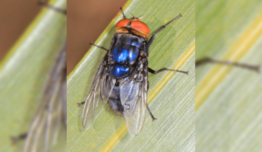 Texas House Agriculture Hearing Lauds New World Screwworm Response, Warns of Mexico Spread | State House