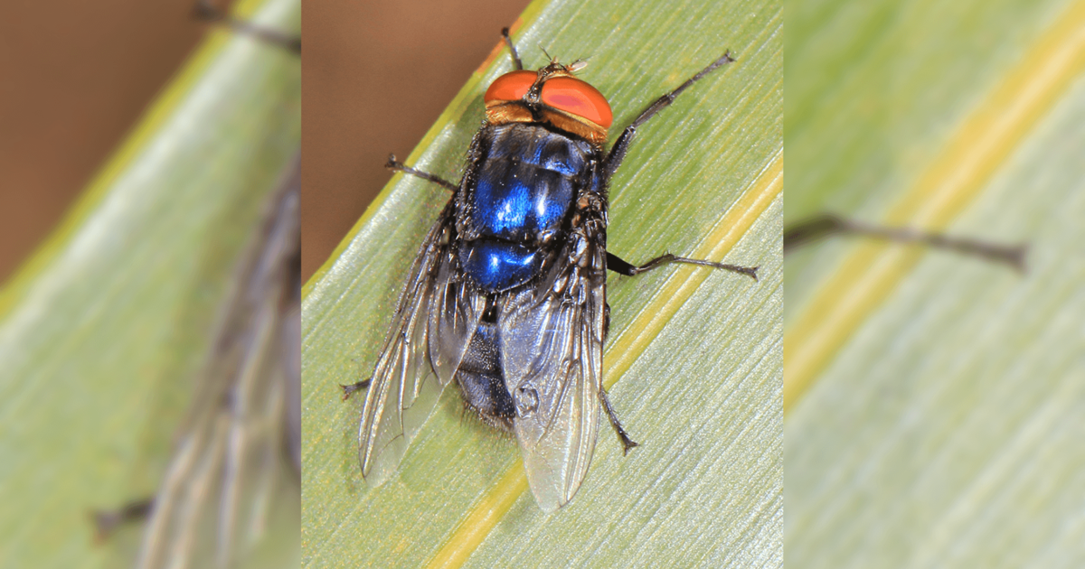Texas House Agriculture Hearing Lauds New World Screwworm Response, Warns of Mexico Spread | State House