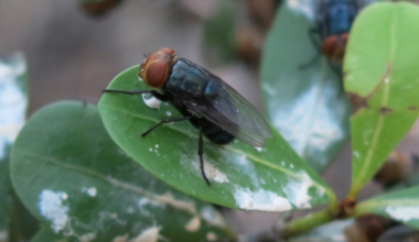 Latest Texas New World screwworm case found | Agriculture