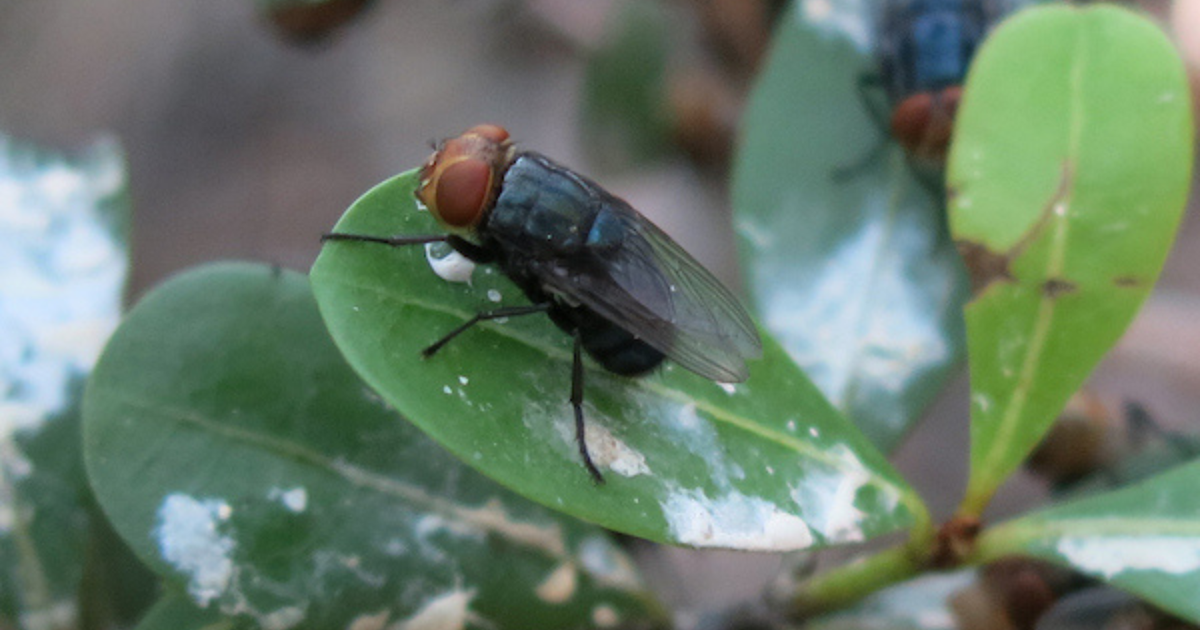 Latest Texas New World screwworm case found | Agriculture
