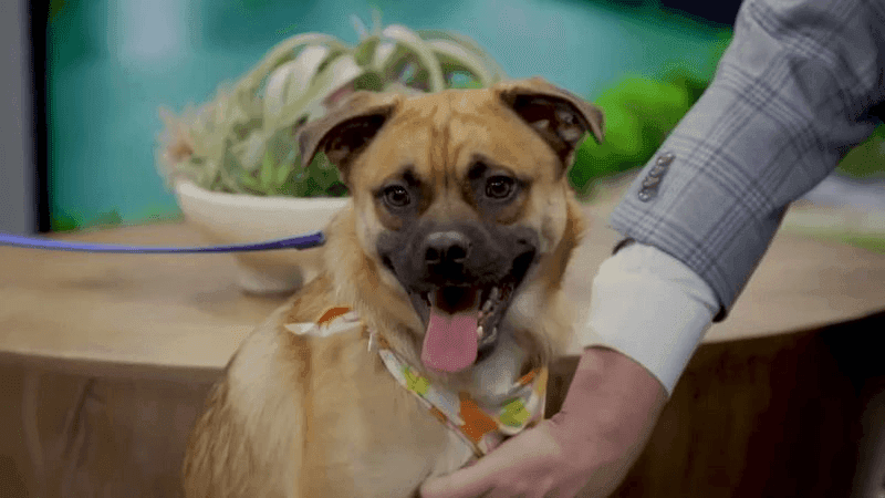 Sarah shared that Kyle is playful, affectionate and loves meeting people. He's also done well around other dogs at an adoption event.