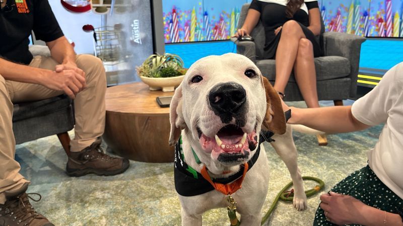 {p}Walter is calm, loving, potty-trained and gets along well with children and other dogs. He's also a great travel companion who enjoys car rides, especially when treats are involved!{/p}