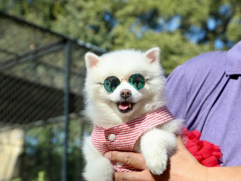 San Antonio Zoo offering Ozzy Osbourne-themed train ride for dogs this weekend