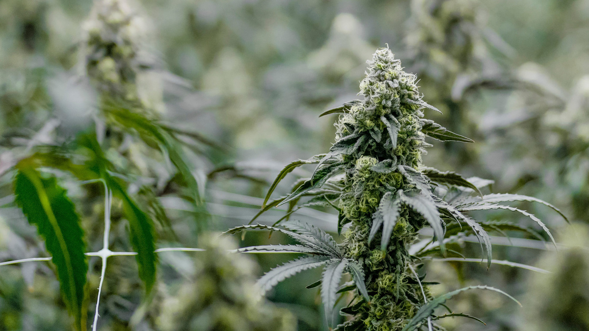 The future of Oklahoma's marijuana industry is unclear, but whoever is elected governor will play a major role in what takes shape. The future of Oklahoma's marijuana industry is unclear, but whoever is elected governor will play a major role in what takes shape.
