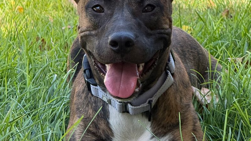 Whether you're ready to adopt, interested in volunteering or simply want to support a local rescue, there are plenty of ways to make a difference.