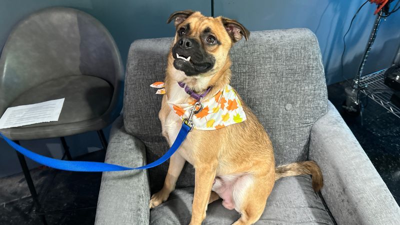Kyle is a one-year-old, 30-pound pup with an adorable underbite and a personality that's impossible not to love!