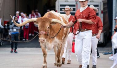 Texas live Longhorn mascot Bevo is led onto the field before an NCAA college football game between Texas and Oklahoma at the Cotton Bowl, Oct. 7, 2023, in Dallas. (AP Photo/Jeffrey McWhorter)