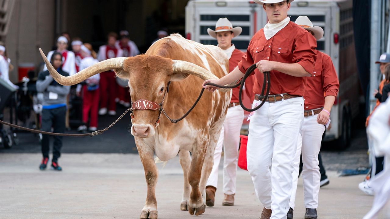 Texas live Longhorn mascot Bevo is led onto the field before an NCAA college football game between Texas and Oklahoma at the Cotton Bowl, Oct. 7, 2023, in Dallas. (AP Photo/Jeffrey McWhorter)