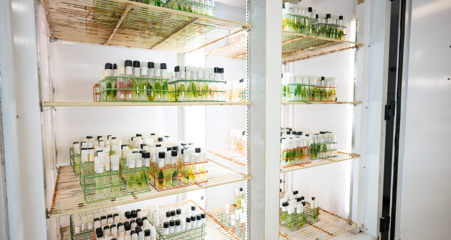Now 50 Years Old, One of the World’s Most Diverse Collection of Organisms Lives On at UT
