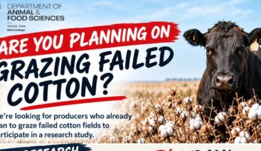 Texas Tech seeks producers for study about grazing on failed cotton fields