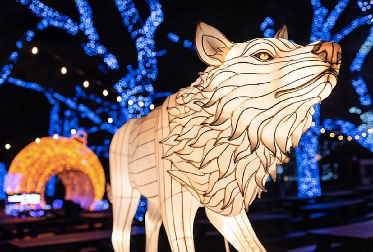 Featuring over two million holiday lights and massive glowing wildlife lanterns, a spectacular winter event is officially returning to the Dallas Zoo next month