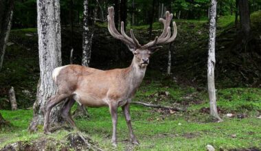New World screwworm detected in Texas elk as hunting season gets underway