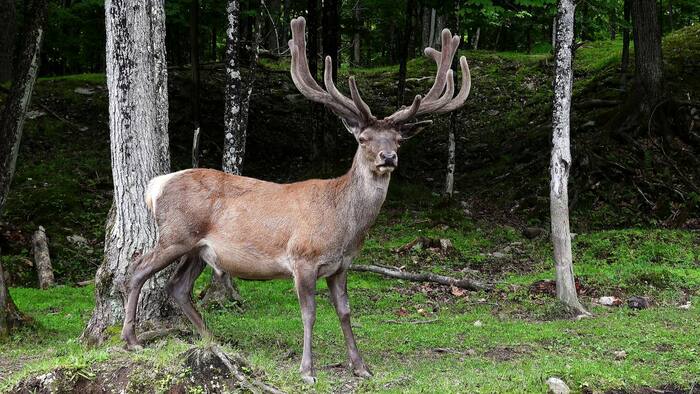 New World screwworm detected in Texas elk as hunting season gets underway