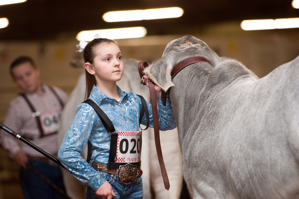 An elementary-aged girl wearing hearing aids and Western gear shows a Brahman bull in a youth livestock show