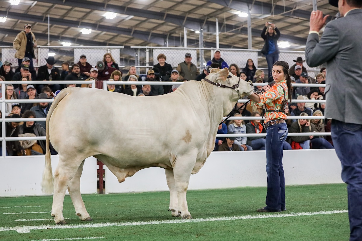 A high school aged woman exhibits a white Brahman bull in a show ring