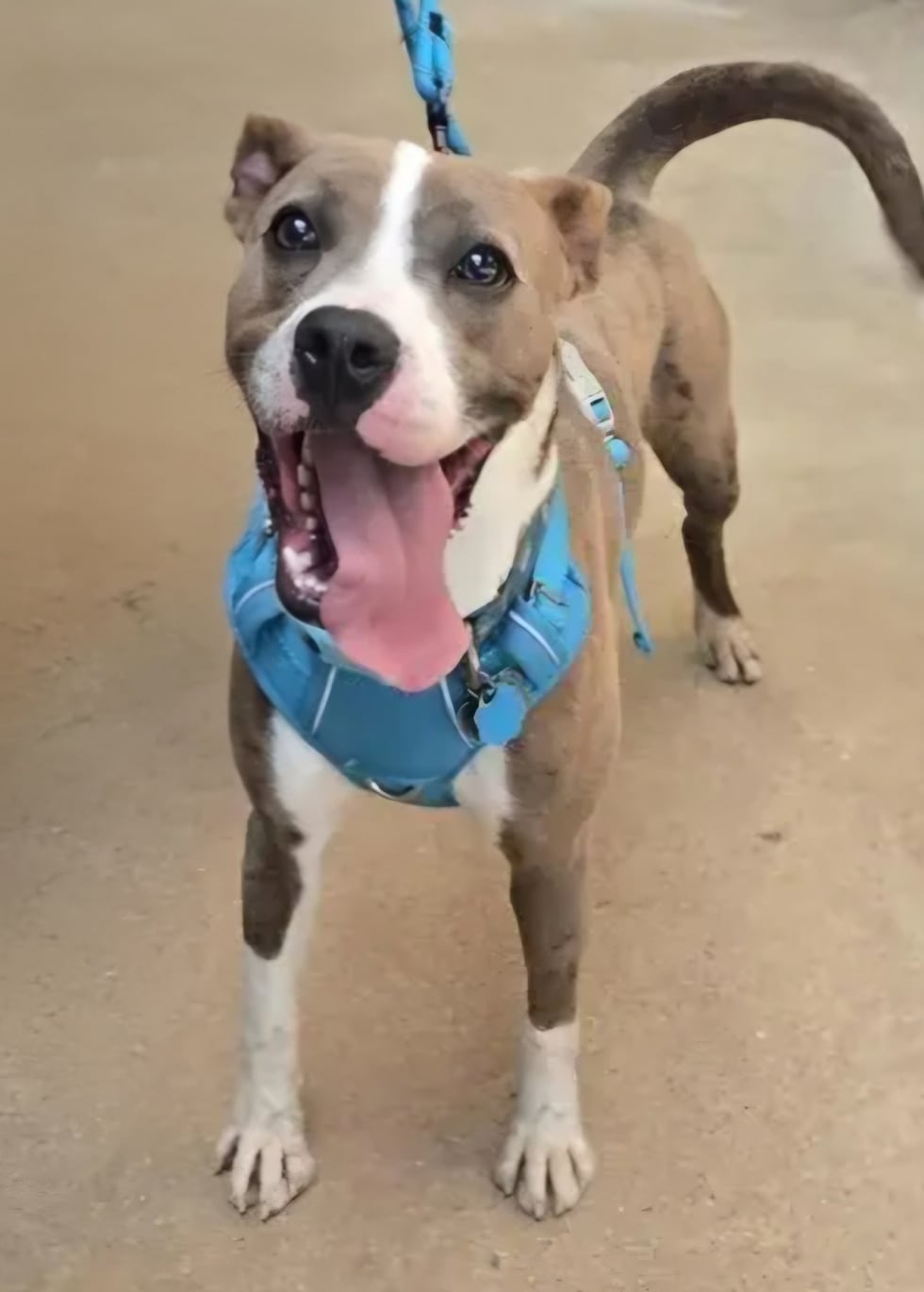 Available at Operation Pawprints