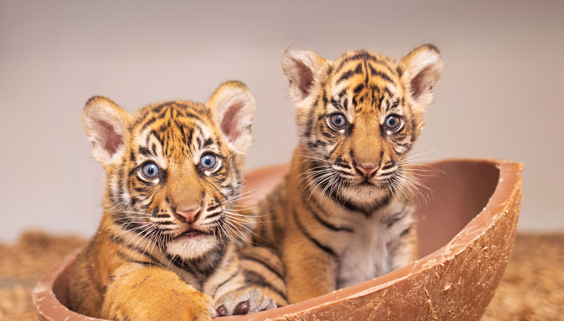 Fort Worth Zoo announces births of two Sumatran tiger cubs
