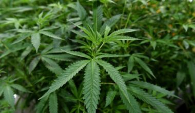 Houston Prop A: Marijuana enforcement, no-knock warrants