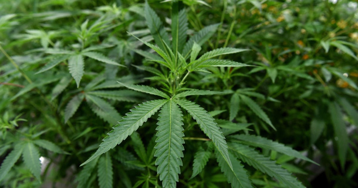 Houston Prop A: Marijuana enforcement, no-knock warrants